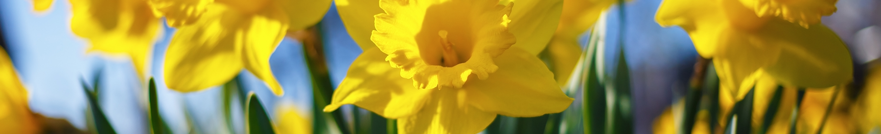 close up of beautiful yellow flowers in a garden